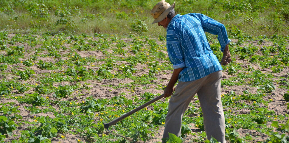 Governo prorroga prazo para cadastro na Agricultura Familiar