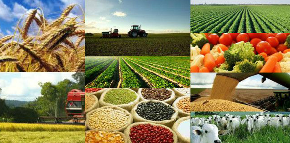 Agro lidera o ranking do cooperativismo com faturamento de R$ 430 bilhões