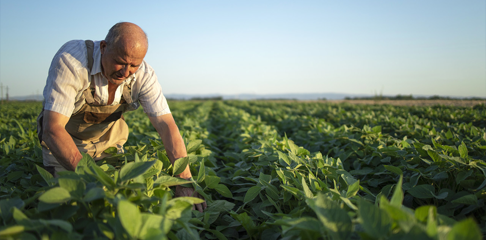 MAPA abre consulta pública sobre o RegularizAgro